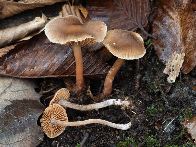 Cortinarius parhonestus Cortinarius parhonestus